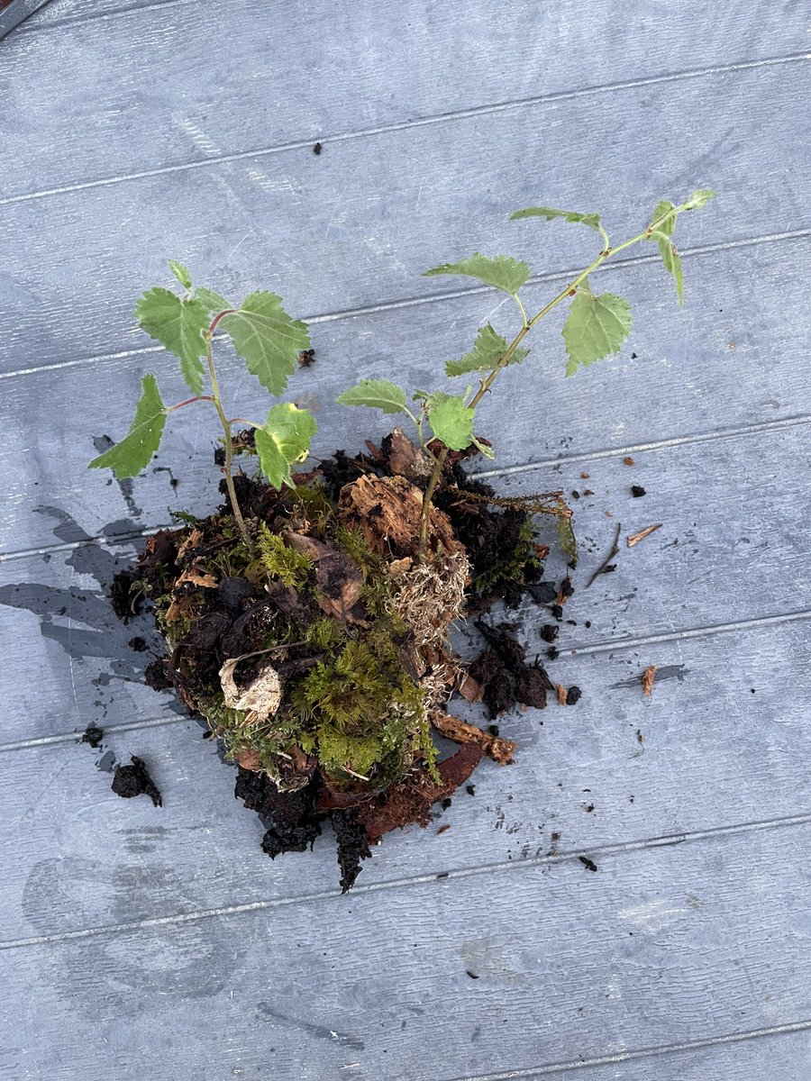 AGyomber's tweet photo. I couldn’t just walk past these two tiny silver birch saplings growing from a crack in the roadside. They now have a temporary home in this pot until I can replant them somewhere they’ll have the chance to grow for decades. 🌱🌳 #TreeRescue #Ireland #Reforestation https://t.co/SugSGwuhbD
