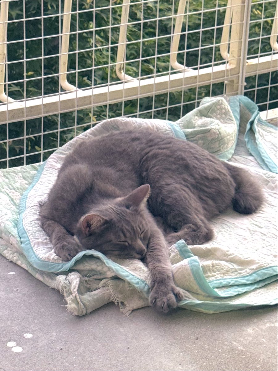 XRktJy1YSirGexr's tweet photo. おはようございます🥰🌸🍀
火曜日。晴れ☀️

ダイちゃん🐱早朝のベランダが
お気に入り💕☺️

梅雨明けしてから一週間。
猛暑続きの九州です‼️🥵
ちょっとバテ気味かも😅💦

皆さん良い一日を☺️🍀
今日もよろしくお願いします🐱🍊🥰
（ダイ丸🐱）2歳 https://t.co/FtfjQvdbMB