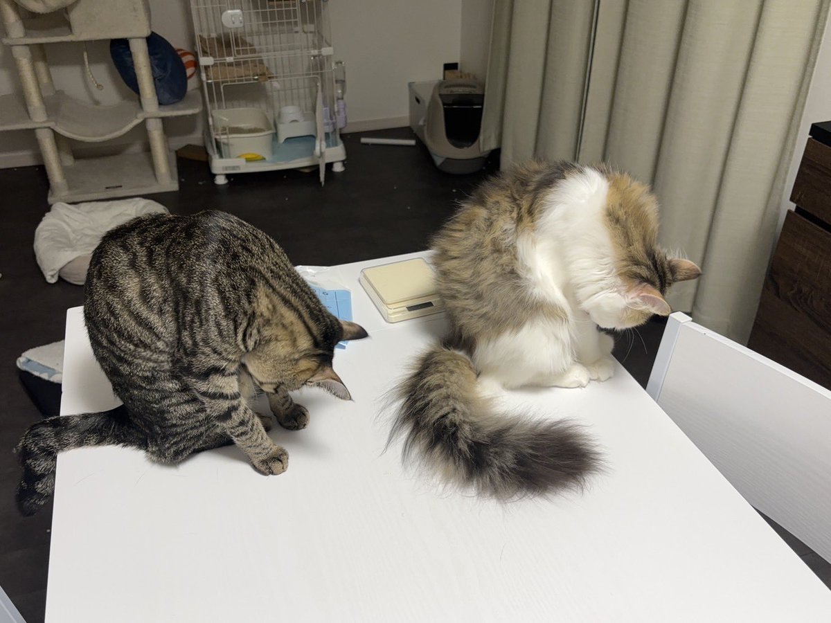 kuchami41's tweet photo. シンクロ中です🥰 https://t.co/pSw9uSnsRS