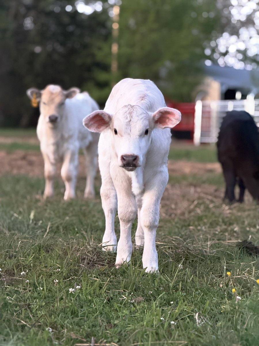 Mike | Oklahoma Rancher tweet media