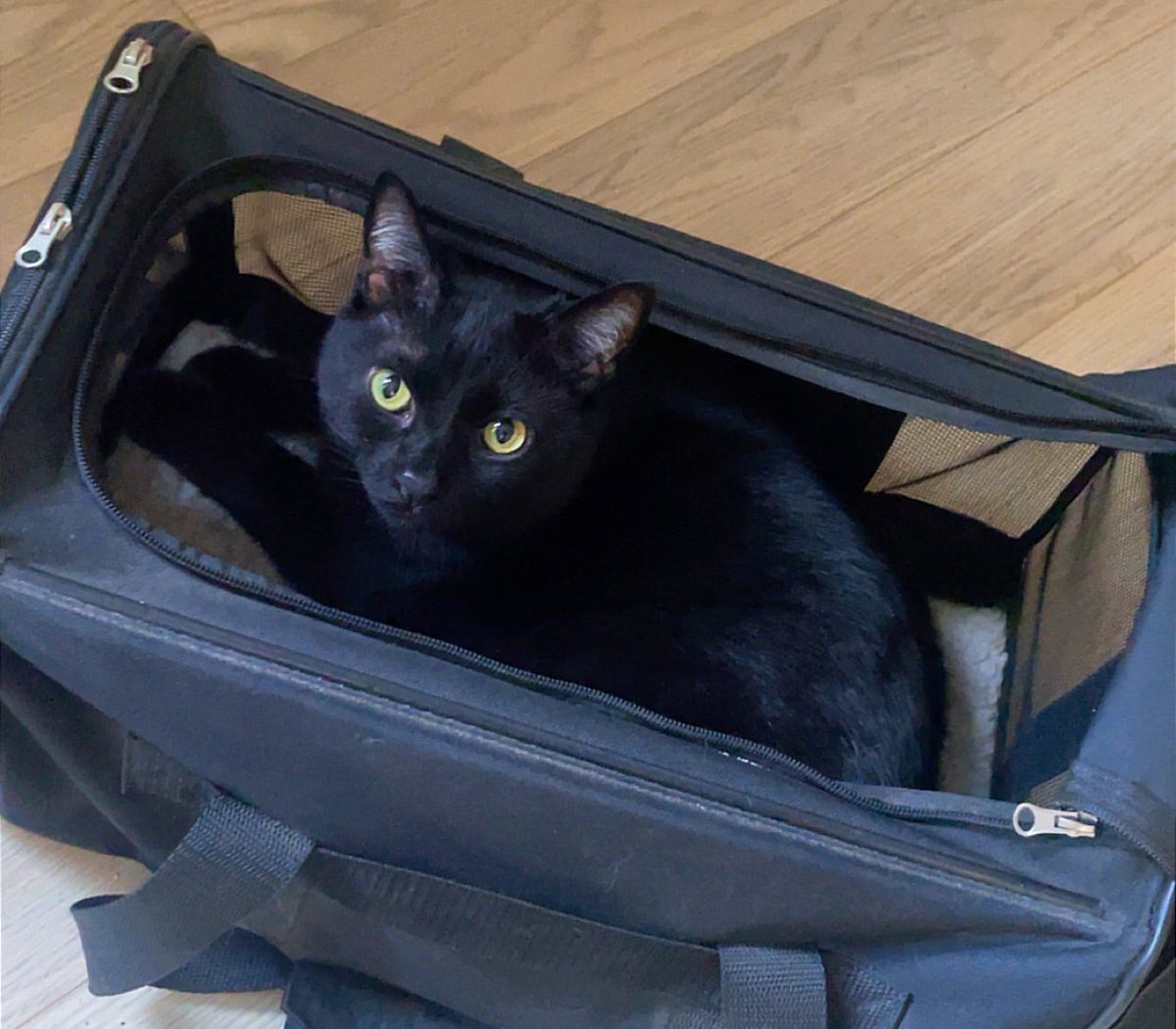 AshesCoin's tweet photo. Ready for another road trip… 🖤 https://t.co/aWHRJCJ97J