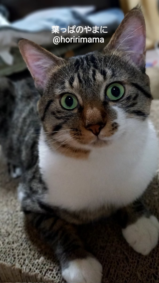 我が家の猫