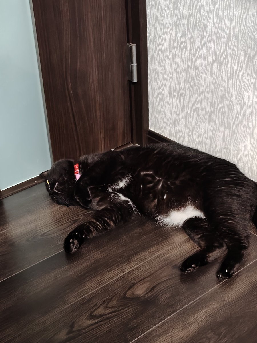 tomox58's tweet photo. おはようございます
(=^・^=)
うちのこサビ猫ニャニャコさんと黒猫ノワールくんは、今朝も元気です

黒猫、部屋のすみに落ちてました〜（笑）

#ニャニャコさん
#ノワールくん
#うちのこ可愛い
#よそのこも可愛い https://t.co/09X4J8bA79