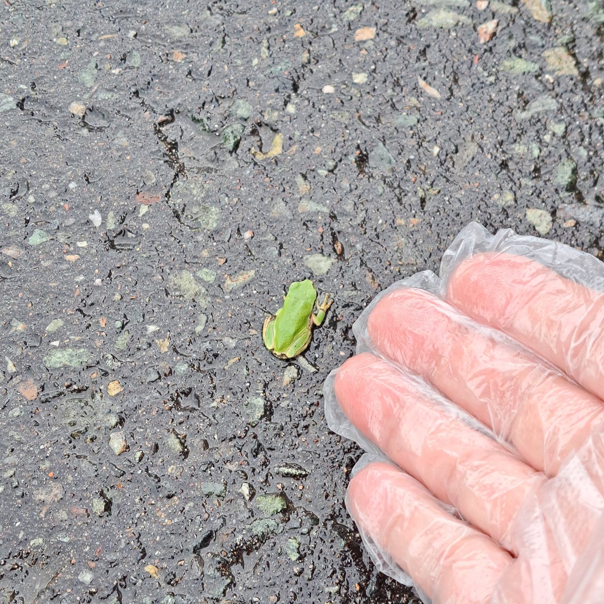 3_3__3_3's tweet photo. ひとまず緑の葉にそっと…。
大きくなぁ～れ🐸
無事に帰ってくるまで、
ここにいてくれますように☺️🙏 https://t.co/yKpPKN8hib