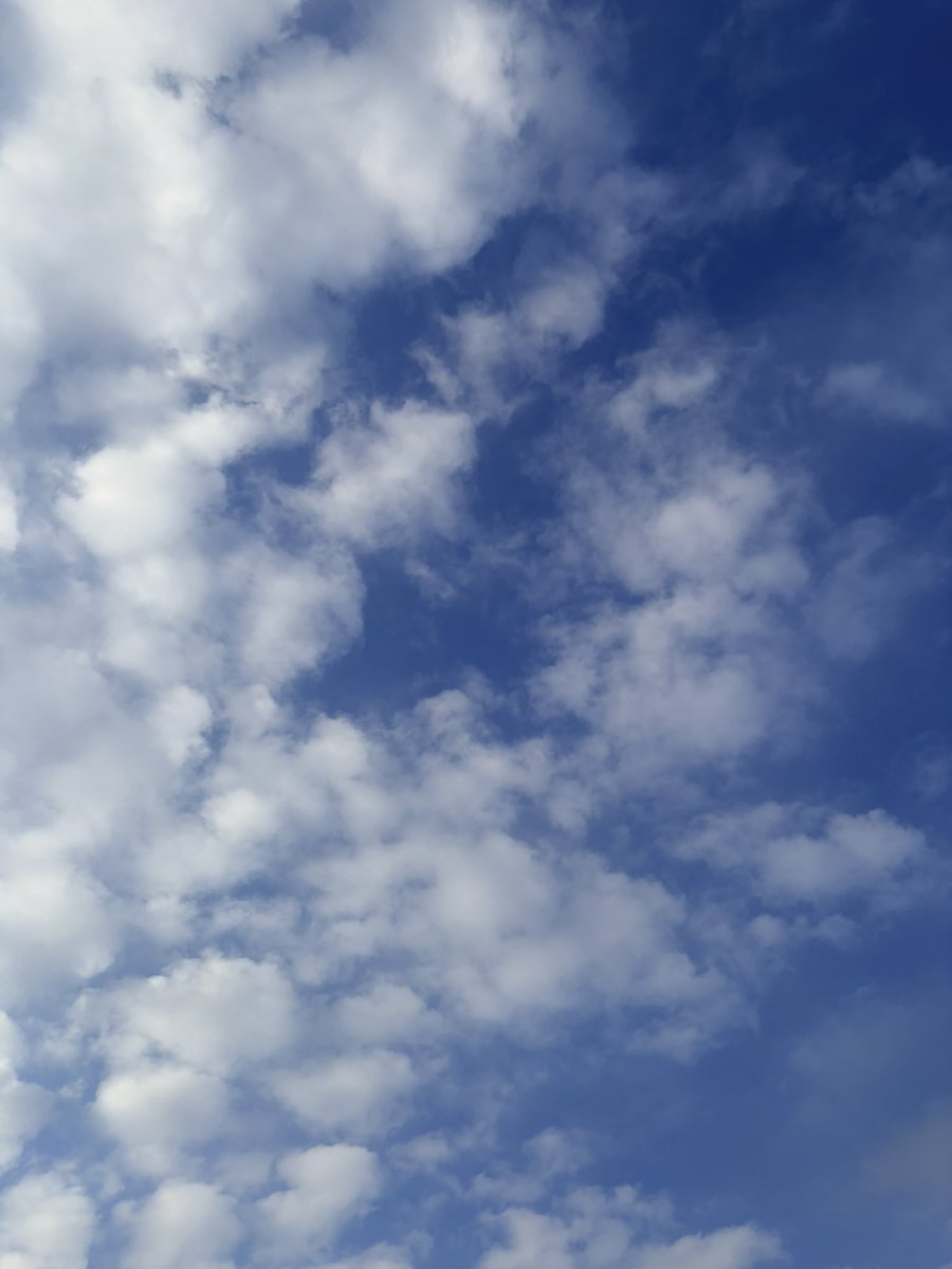 min_cury's tweet photo. おはようございます🌻

火曜日、モヤっと空気の曇り空スタート
猛暑日予想、朝から元気な蝉たち、夏ですねぇ
よい1日をお過ごしください🍀

#イマソラ https://t.co/UNyfIiUNga