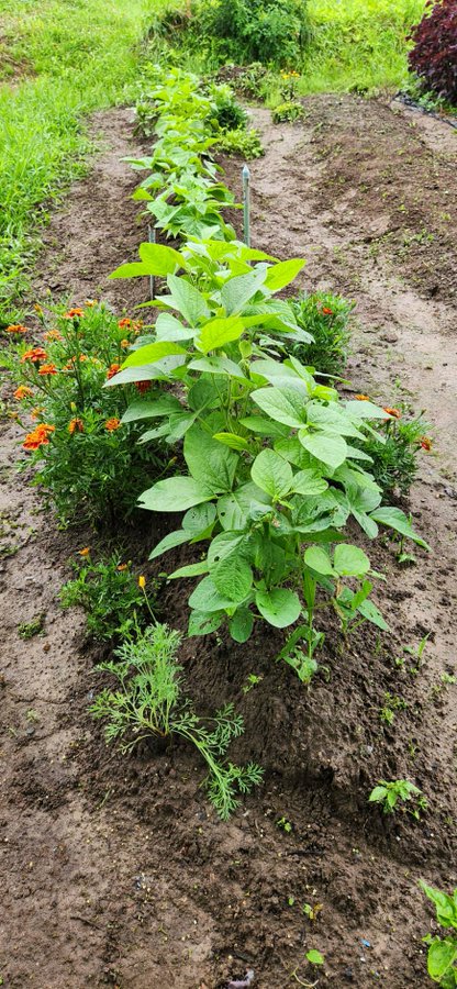 J97800952's tweet photo. 今朝の栗駒畑
枝豆の周りのマリーゴールドもだいぶ咲いてきました。
虫に食われてないの気のせい? https://t.co/DGPmvZFgMF