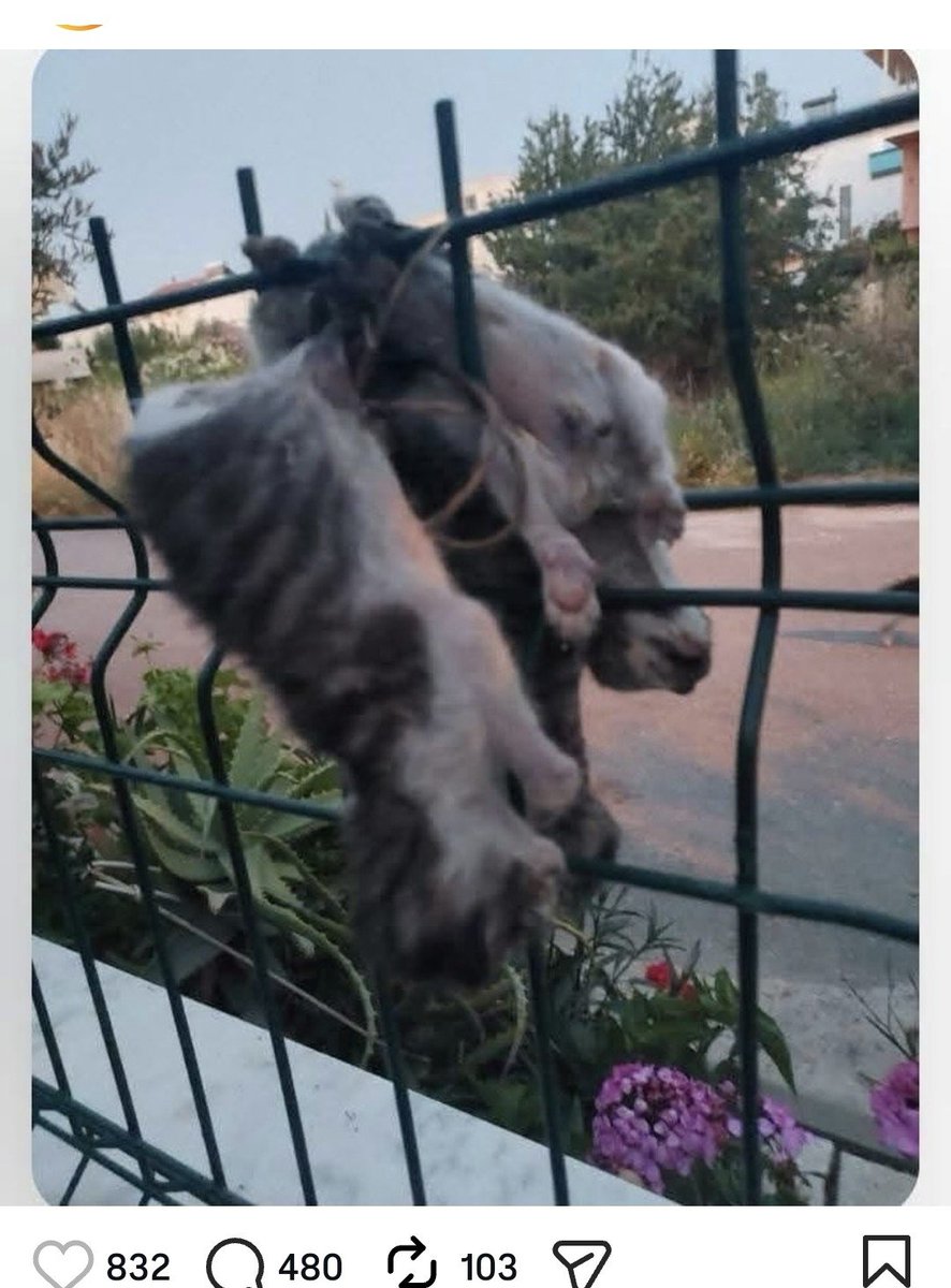 AvGulcinYapici's tweet photo. Akıl almaz vahşete bakın yavru kedileri öldürüp canice tellere takmışlar

Seferihisar doğanbey mahallesinde olmuş bu katliam 
Artık caniler çoğaldı , bu ne gaddarlık 

@mustafaciftcitr @shisarbel @seferihisartrm @izmirvaliligi https://t.co/Hgi5xpNrL5
