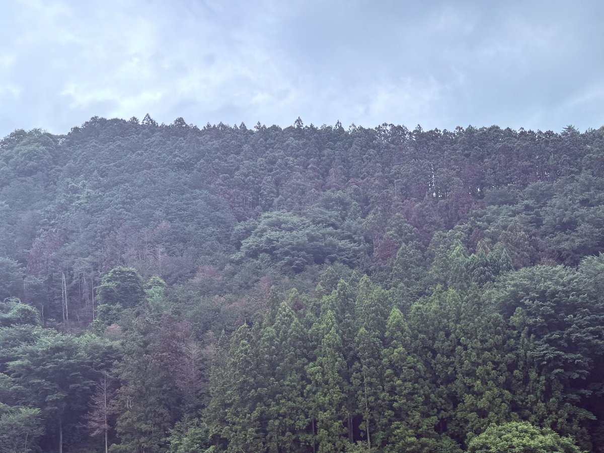 hori_shunsuke's tweet photo. スギが高温で枯れる。毎年夏場に40℃近くまで気温が上がる関東北部。群馬西部でかなりスギが枯れていた。枯れているのはだいたい南斜面。ひどいところは4,5割がすでに赤茶色に。昨年はこんなことはなく、この一年で一気に広がった。 https://t.co/oX0ttfjqys