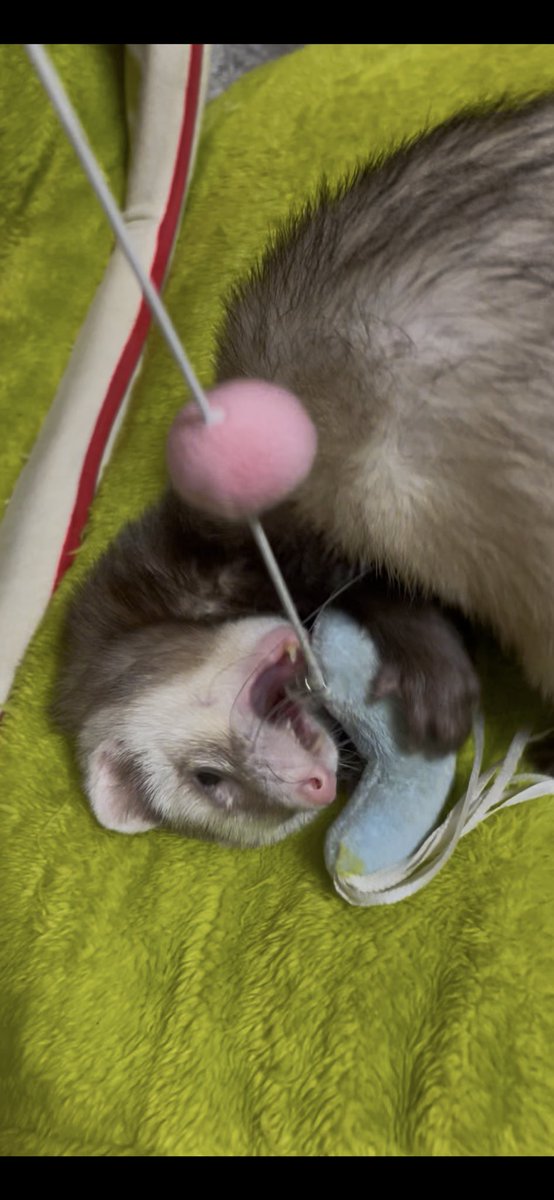 key_ferret's tweet photo. 火曜日です🤗

日曜日の昼間に遊びすぎて、夜バテバテだったくぅちゃん😽
その反動で、昨日の夜から絶好調😼✨

今日の昼間もしっかり休んで、夜絶好調を期待しているね😉😸💕 https://t.co/6Y59AZrhO6