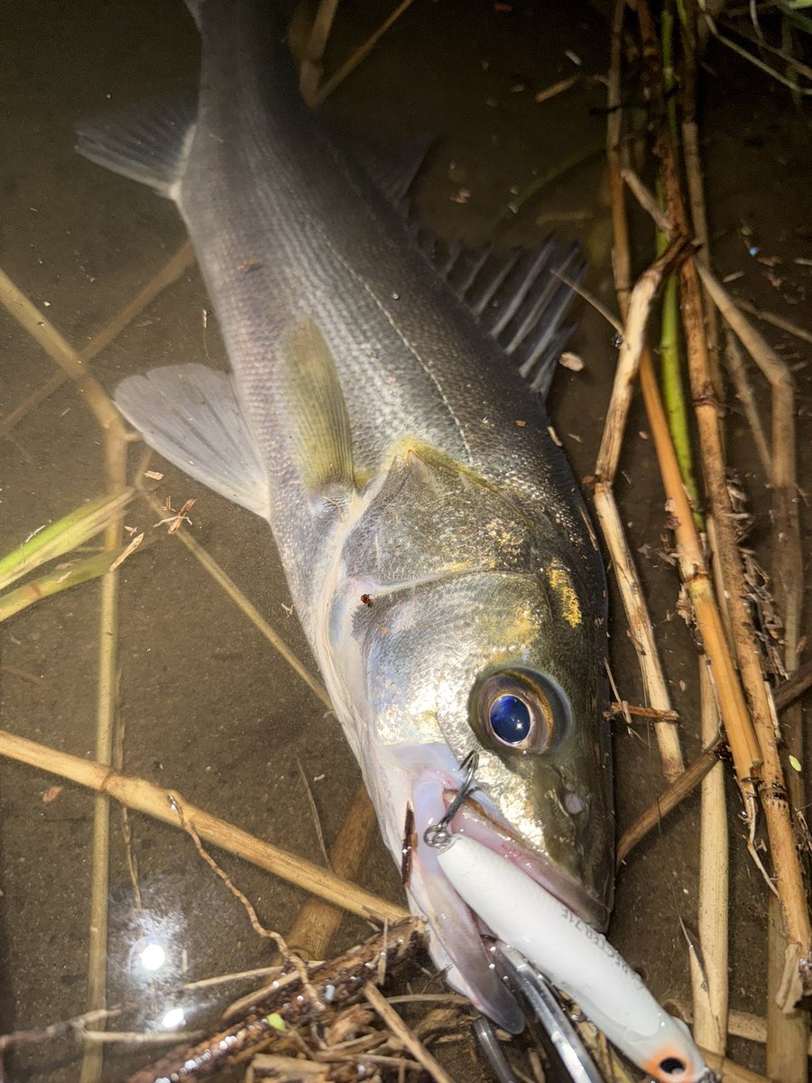 Seabass_Quest's tweet photo. 昨夜も釣りへ🎣
ボイル無し…だけど見切るには惜しいベイトの量…

いつもこの辺でボイルしてるよなぁ、とレクター71Fをキャストするとすぐにバイト💥何なくキャッチ❗️

その後はガルバ73Sで結構大きめのバイトがあったが続かず👋
そのまま納竿
#シーバス
#ブランジーノcgs
#PSC
#レクター71F https://t.co/EypscOyoy7