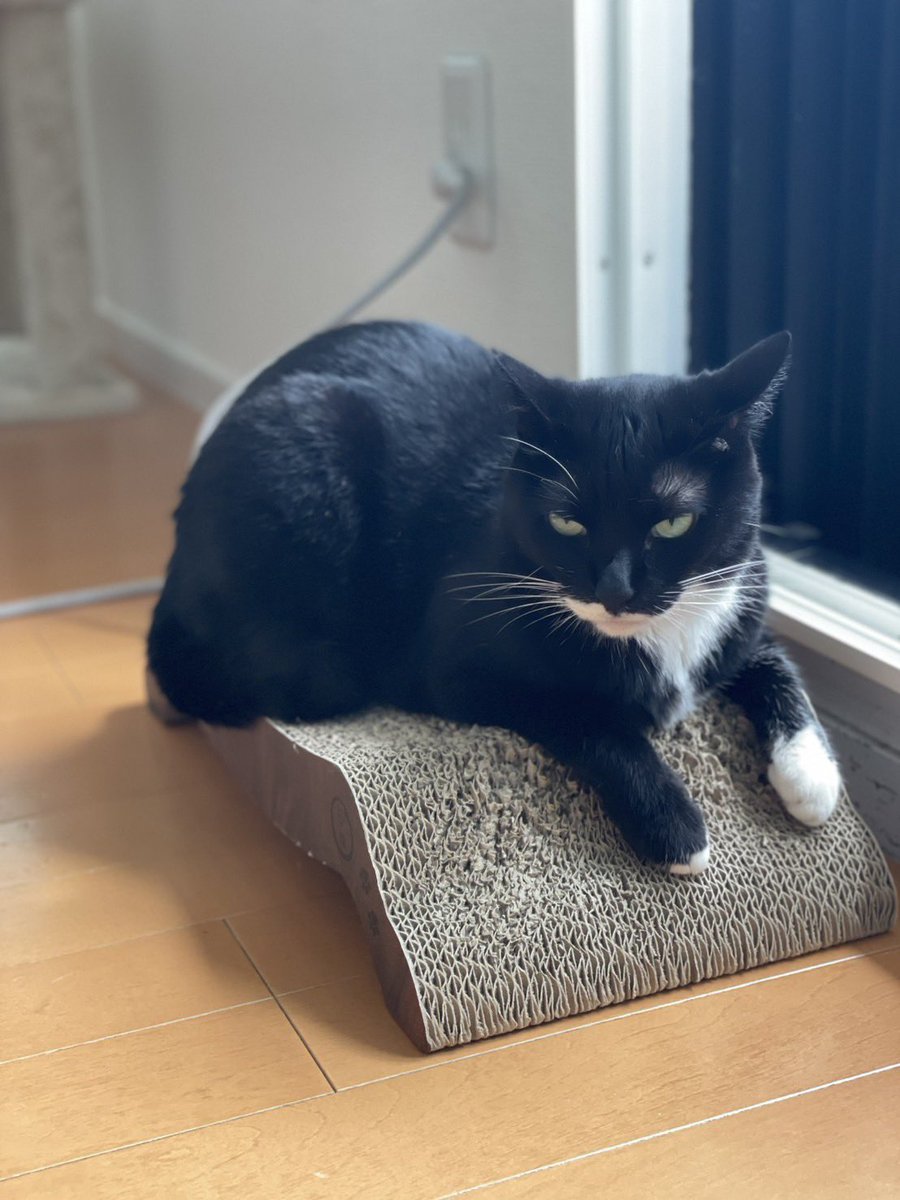 おはようございます 日差しがありますね #cat #猫