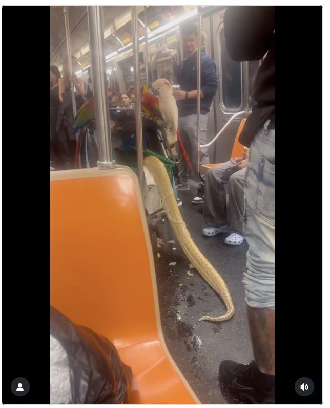ECrowens's tweet photo. #caption #contest #captionthis #captions wanted #captionsforinsta #captionsplus #storyprompt #storyprompts #wrong #wrongplace #wrongplacewrongtime #wrongway #wrongturn #wronganswer #wronganswers #wronganswersonly #snakesonaplane #snakesonasubway #snakes #anaconda #montypython https://t.co/pAX75q47tM