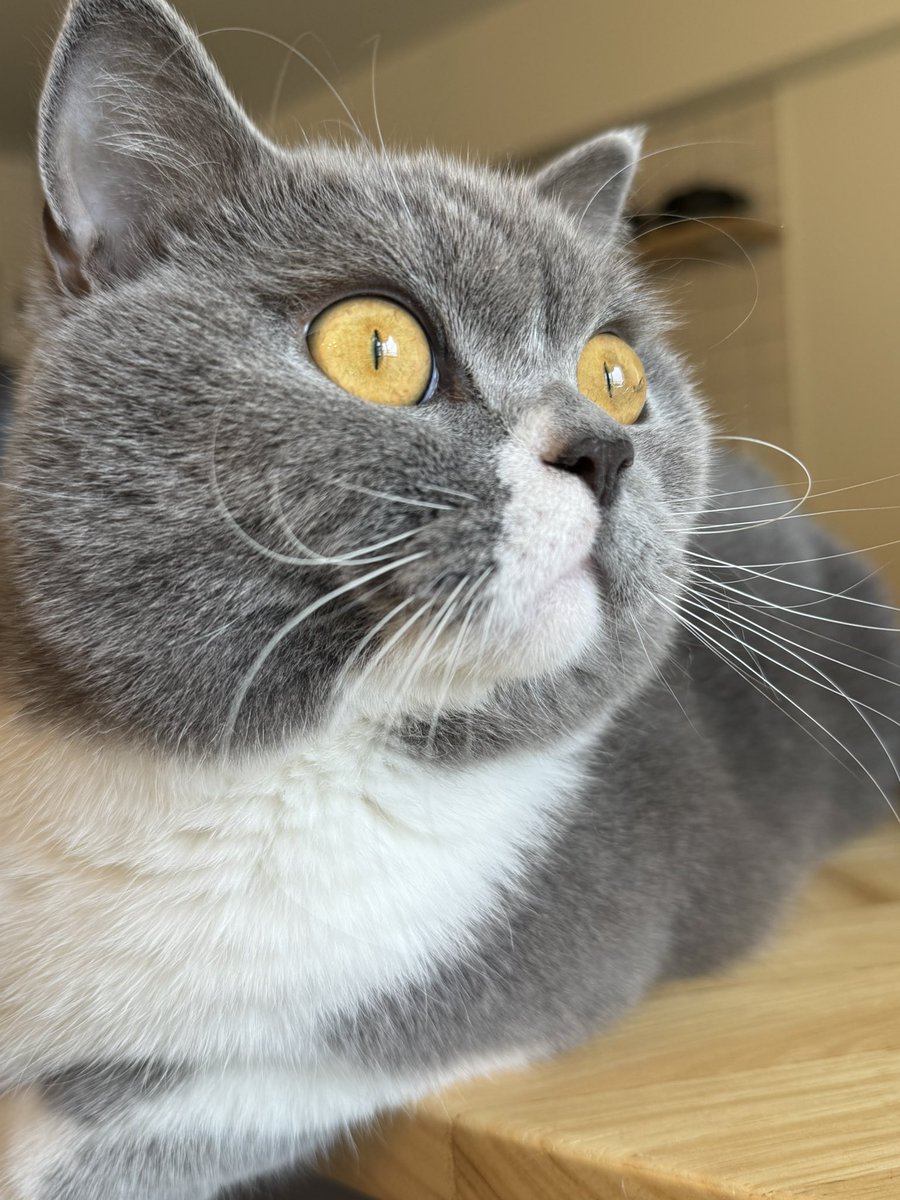 56thecat's tweet photo. おはごろー
#ブリティッシュショートヘア
#猫好きさんと繋がりたい
#猫のいる暮らし
#BritishShorthair https://t.co/feW4yP8wq9