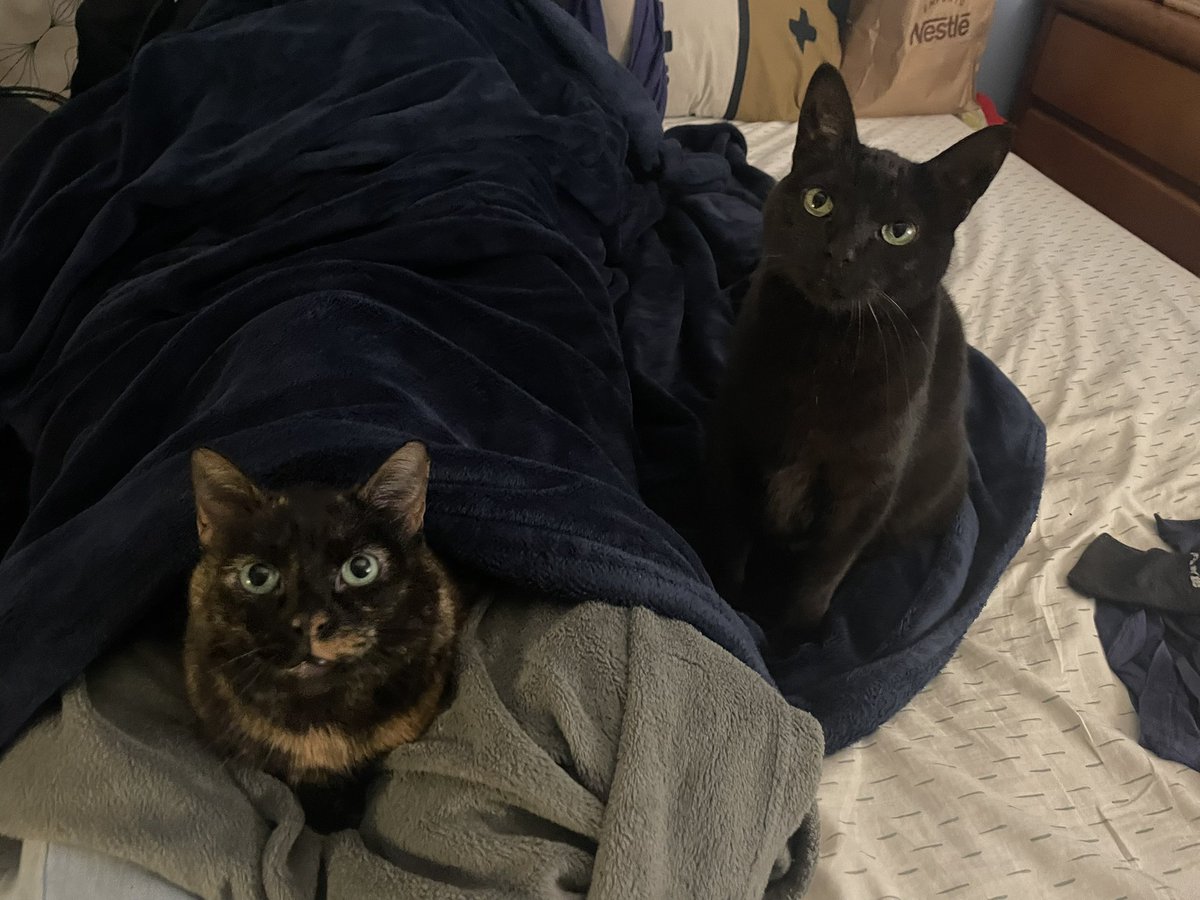LEC81FVS's tweet photo. eu amo quando vejo mais alguém tendo a mesma combinação de gatinhos que eu tipo somos gemeos de gatinhos https://t.co/YrgAulDVtj