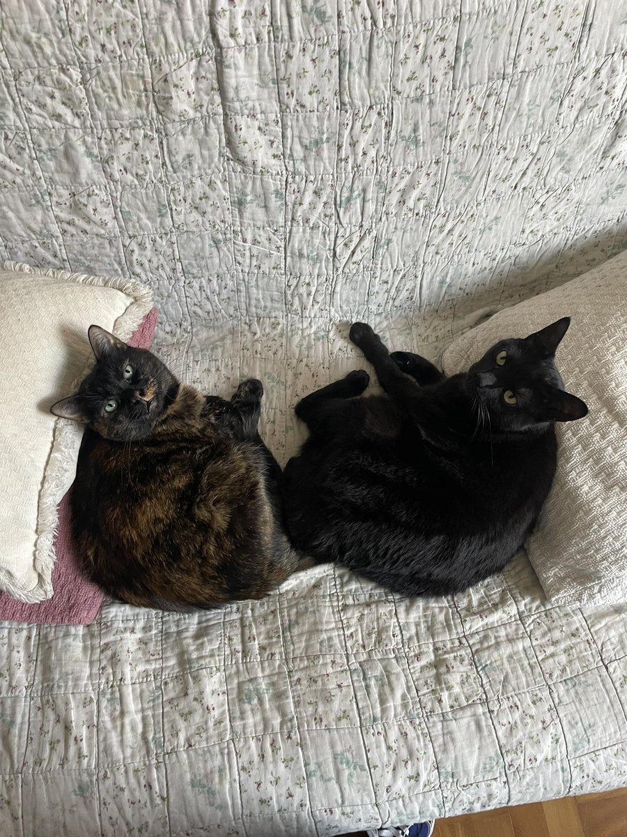 LEC81FVS's tweet photo. eu amo quando vejo mais alguém tendo a mesma combinação de gatinhos que eu tipo somos gemeos de gatinhos https://t.co/YrgAulDVtj