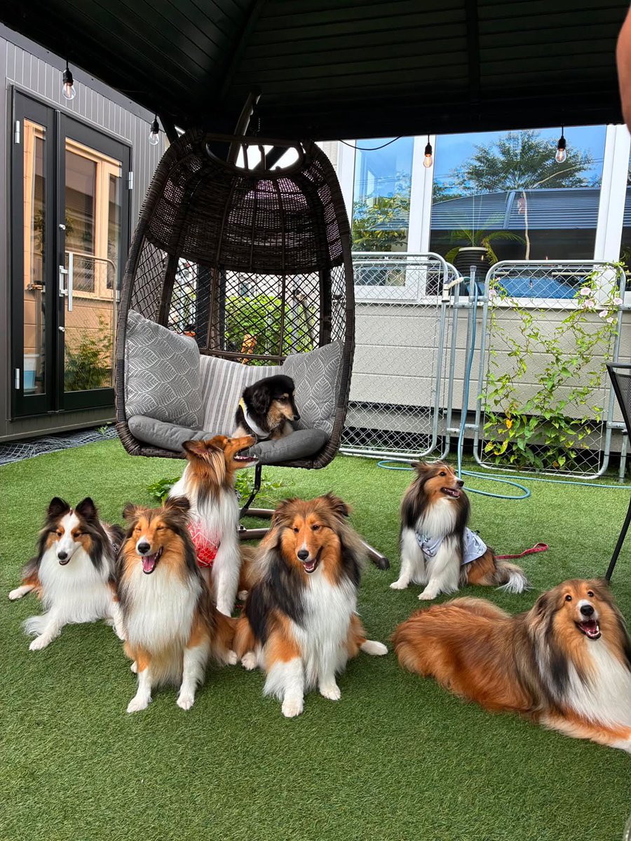 kitagununoimo's tweet photo. 若者シェルティの中の
シニアダックス🐶
楽しかったね☺️ https://t.co/xFhzuQWCkQ