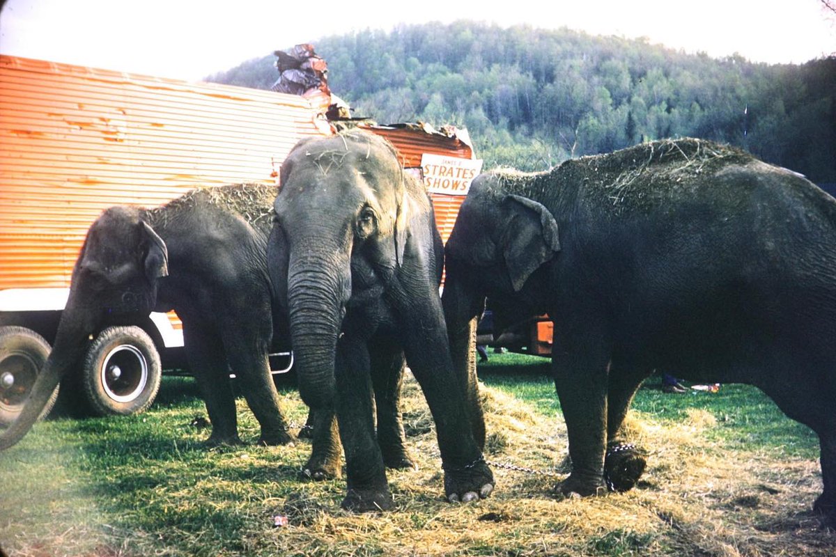 ClaytonTrutor's tweet photo. "Big Excitement for a Little Town: The Day the Elephants Took Over #Wolcott"
in the #Vermont Magazine, Summer 2026 issue
In May '61, a circus trailer crashed into a railroad underpass on Rt 15. It contained 3 Elephants, who spent an afternoon in Wolcott.
On newsstands now https://t.co/i8kGGUMJEk