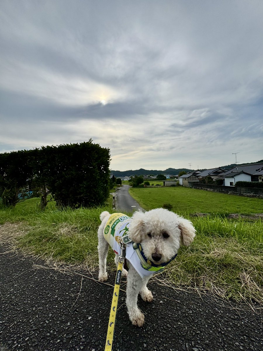 paakokooko20618's tweet photo. おはようございます
雲多いけど、青空のいわきの朝
気温22℃、湿度94％🥵、日中30℃😩、☁️の予報
朝から蒸し蒸し、雲が頑張って太陽が負けてるのでまだマシかな
太陽、そのままstayで💦
水分補給しっかりと、色々気をつけて良い一日を、よろしくお願いします

#空ネット #シェア天 #福島撮影隊 https://t.co/NRAEBn2uvV