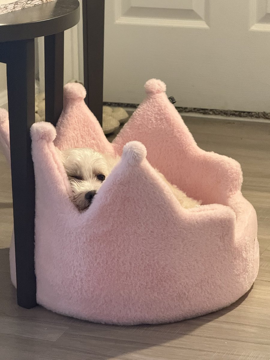 prettybisxual's tweet photo. Everyone say hi to princess coco https://t.co/sd88KBdnYa