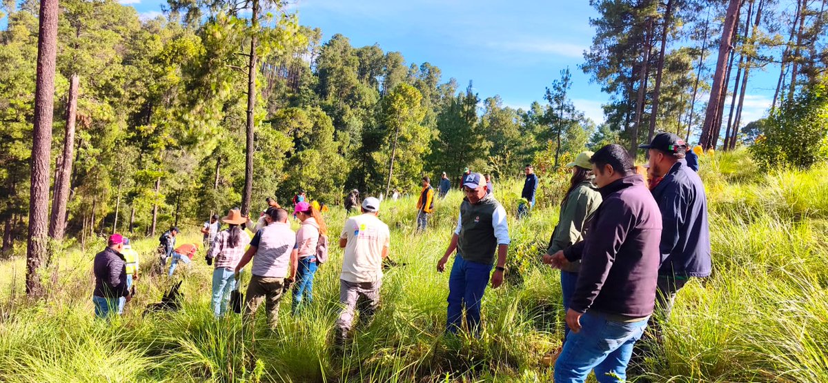 Probosque_'s tweet photo. Con la participación de 80 personas y la asesoría de nuestro personal técnico de #Probosque, establecimos 200 árboles. También realizamos labores de cajeteo, acolchado y colocación de tutores para favorecer su desarrollo y supervivencia. #RestauraciónHidrológicoForestal https://t.co/gYoQr1Nk6L