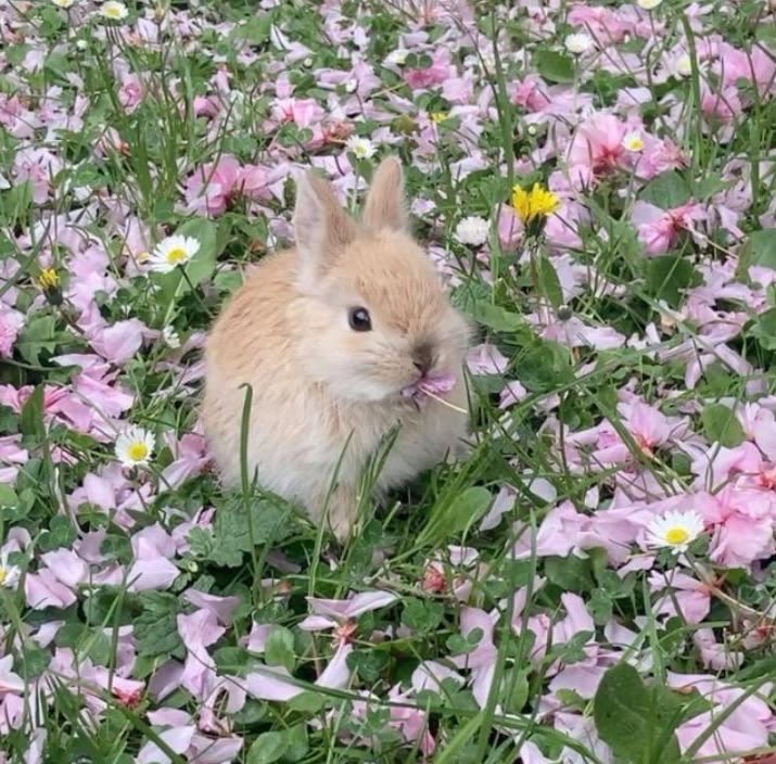 misokkii's tweet photo. ¿Cómo te ve Pinterest?

🥛 Bebida 
🐰 Animal 
🍜 Comida 
🌸 Flor https://t.co/QJYS7dWUwN