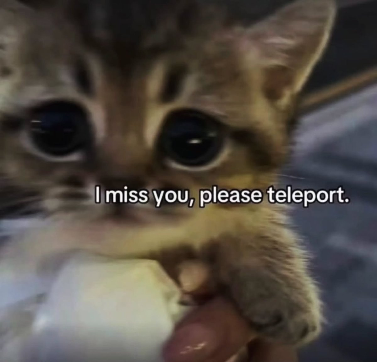 catsworldaura's tweet photo. https://t.co/LtWvvTLJWR