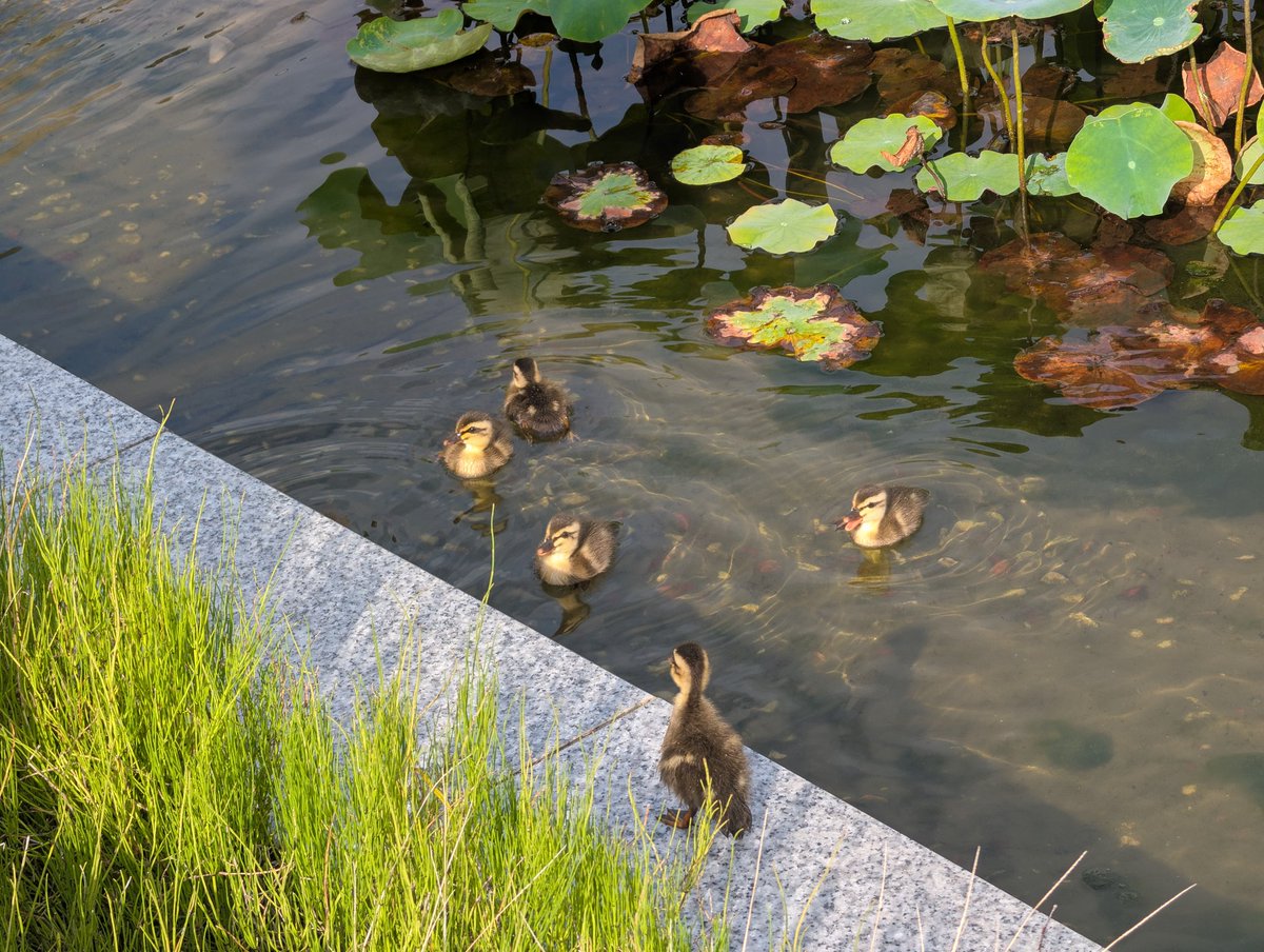 Kouichi07290's tweet photo. 元気な雛の声に癒されますね😆
カラスよ来るな🙇
元気に育ちますよーに😆 https://t.co/i2hICdCeD8