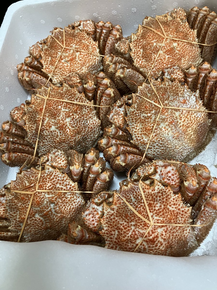 minashin219's tweet photo. 浜湯で毛ガニ🦀
お値段は昨日変わらずです♪
約500g1杯3000円✨

約400g1杯2300円✨
　　　　2杯4500円✨

約340g1杯1700円✨

約500g、340gは少なめです😊
400gは大漁ですよ🫡
地方発送も承っております😊

よろしくお願いいたし鱒🫶 https://t.co/eC1FZlJ9OU