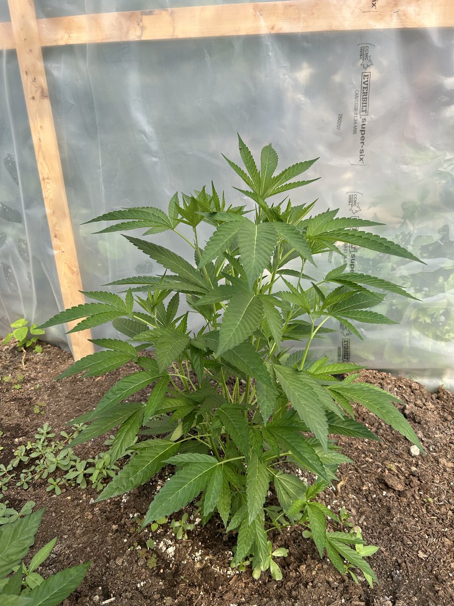 COTTONMOUTHCAN5's tweet photo. Athena — The Cannabis Warrior Surviving in the Wild!
This is Athena, a resilient cannabis plant who has been thriving in the wild for the past month here in the Coquitlam area.
Look at her now: vibrant fan leaves, thick stems, excellent structure, and strong upward growth. She’s proof that with good genetics and determination, cannabis can adapt and thrive even in the wild.
Respect to the wild ones! 🌿⚔️
