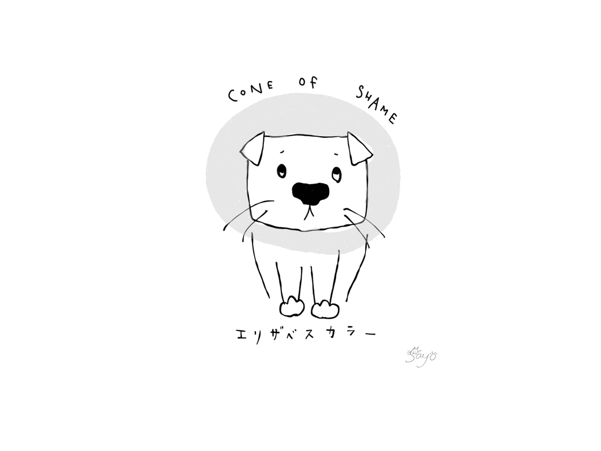KawadaSayo's tweet photo. 【現場で使える獣医英語】

"Cone of shame"（恥のコーン）

エ��ザベスカラーのこと。映画『カールじいさんの空飛ぶ家』から広まった呼び名で、飼い主さんも診察室で普通に使います。

正式には Buster collar / E-collar とも🐶

#現場で使える獣医英語 #獣医英語 #犬 #イギリス生活 https://t.co/6ykKMc5PzL