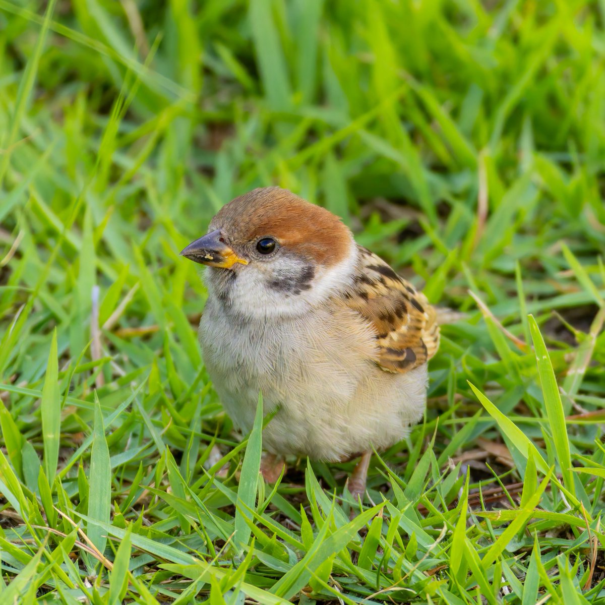 kiki_4_happy's tweet photo. めんこい子やなぁ🥰🥰🥰

#すずめ
#野鳥写真 https://t.co/A0hbZMYk3x