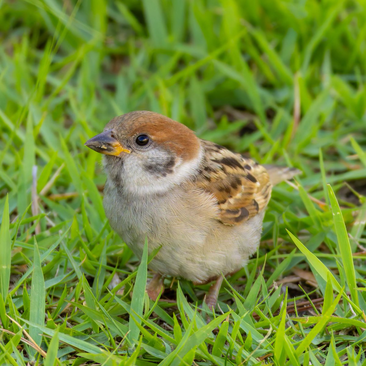 kiki_4_happy's tweet photo. めんこい子やなぁ🥰🥰🥰

#すずめ
#野鳥写真 https://t.co/A0hbZMYk3x