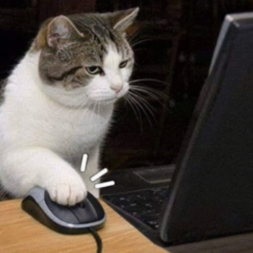 Klikcat tweet media