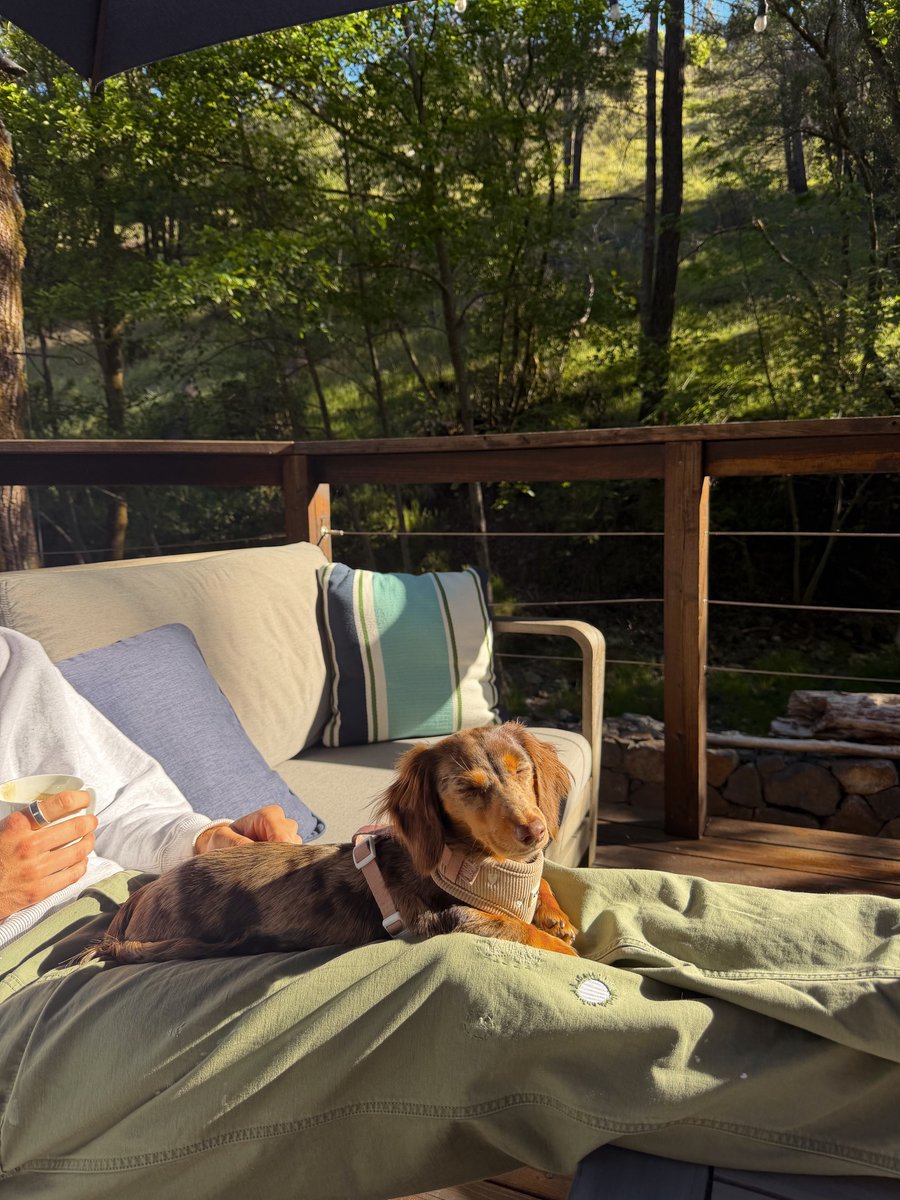 justlittlefig's tweet photo. Little Figgy photos from the archive🤎 which one is your favorite?
________
#dachshund #dachshunds #dachshundpuppy #longhaireddachshund #cutepuppy https://t.co/T94PzccpBO