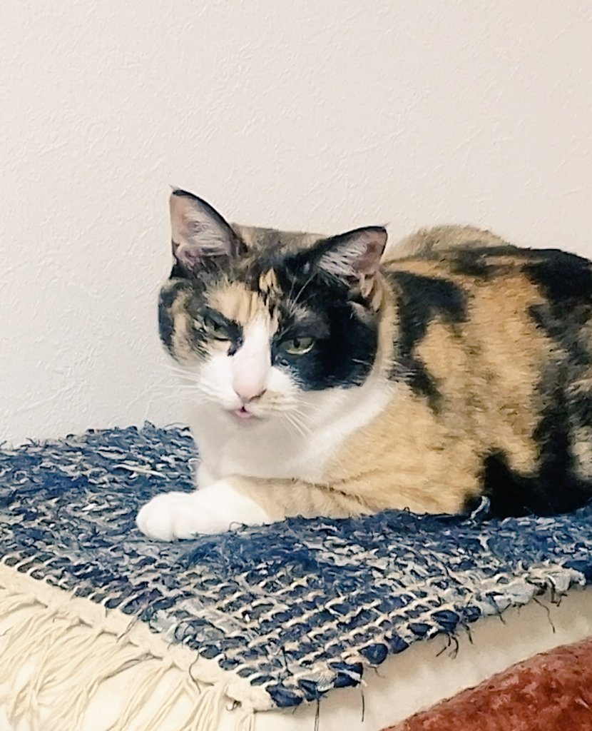 mada_328's tweet photo. よく見たら舌が出ているのである(かわいい) https://t.co/GSrAIsB53l