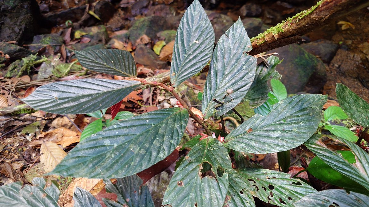 Begonia sp. Berau SA3 PP-260503-3 Berau KAL-TIM ベゴニア sp. 初見