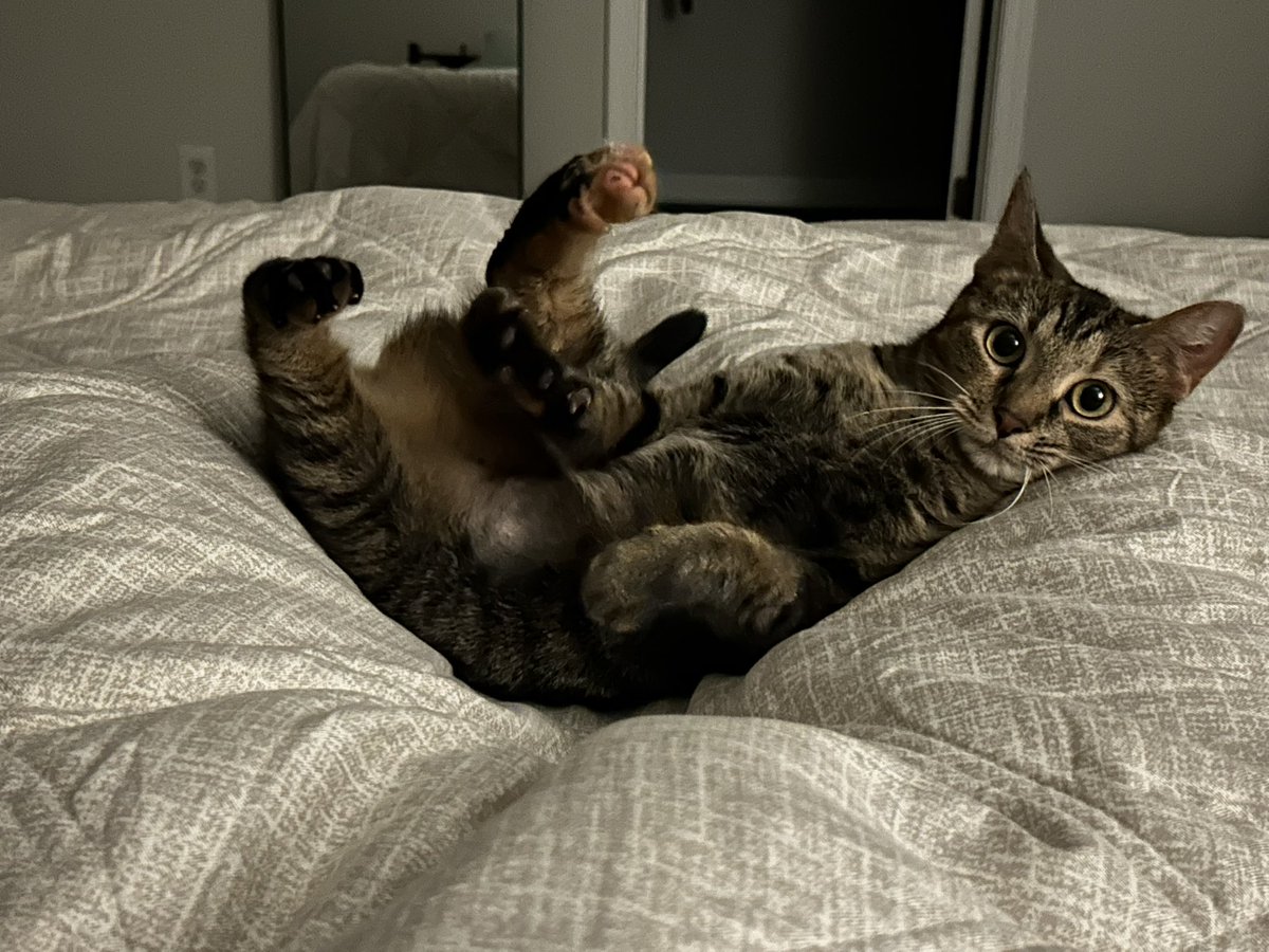 airlemental's tweet photo. Thank You to everyone that helped spread the word, no more need now though, she who will probably not be called Forrest anymore, has found a home, and she seems very, very content. https://t.co/8TBVL540Dn