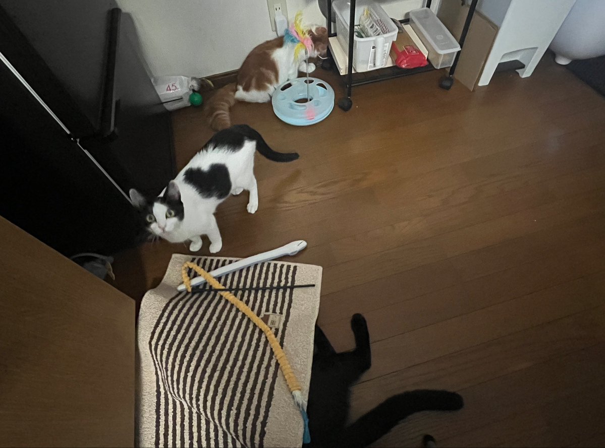 Rindou_95's tweet photo. 自由すぎる https://t.co/nFV75nCv39