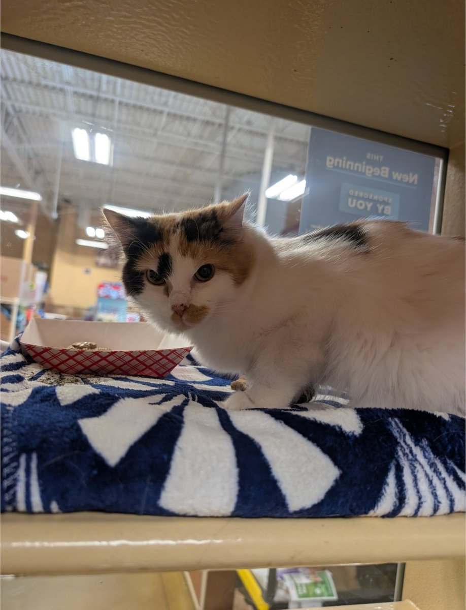 TheReal_MrMeow's tweet photo. Roots has been at the South Lebanon Ohio @PetSmart for a few days, but is nervous about being there.

She's super loving in a home, and loves to give and get attention. The store just makes her nervous. 

Can we spread the love and help Roots get adopted? 💞💞
#AdoptDontShop https://t.co/kIOf4RJy9m