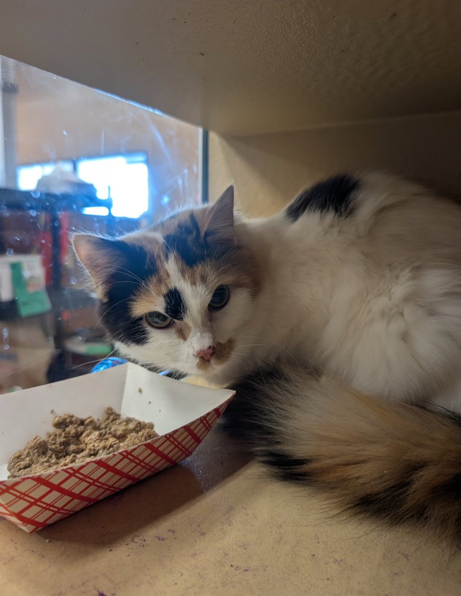 TheReal_MrMeow's tweet photo. Roots has been at the South Lebanon Ohio @PetSmart for a few days, but is nervous about being there.

She's super loving in a home, and loves to give and get attention. The store just makes her nervous. 

Can we spread the love and help Roots get adopted? 💞💞
#AdoptDontShop https://t.co/kIOf4RJy9m