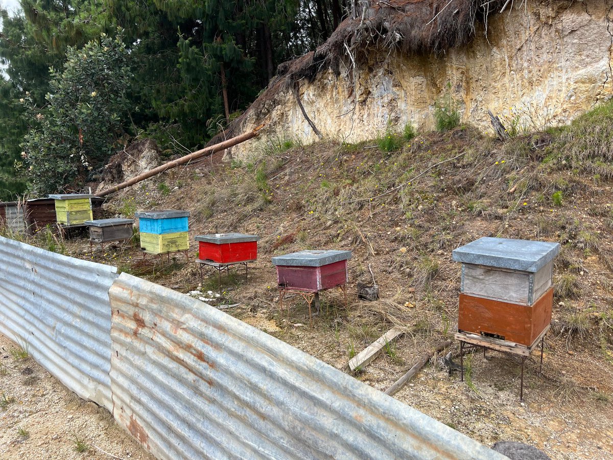 Agricultura_CZ6's tweet photo. #Azuay | 🐝 Capacitamos a productores apícolas del cantón #SantaIsabel en el manejo tecnificado de colmenas, fortaleciendo sus conocimientos para mejorar la productividad, sanidad y desarrollo de los apiarios. 🌱🍯 https://t.co/DNIbAfwOLV