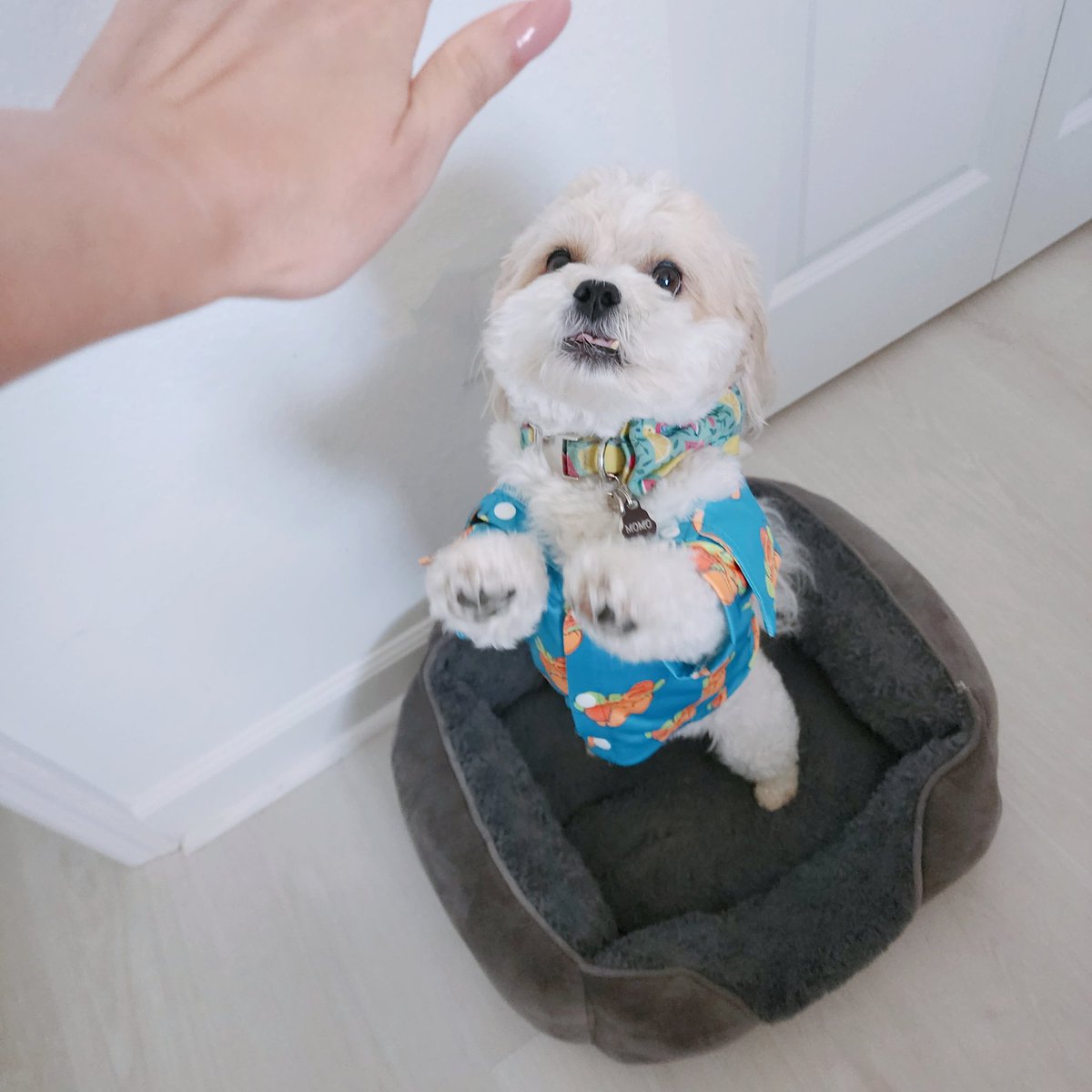 jeanwanwan's tweet photo. Mr. Momo looking like a true Miami dog in his new fit! 
#Dokishrine https://t.co/j6jZdwDizd