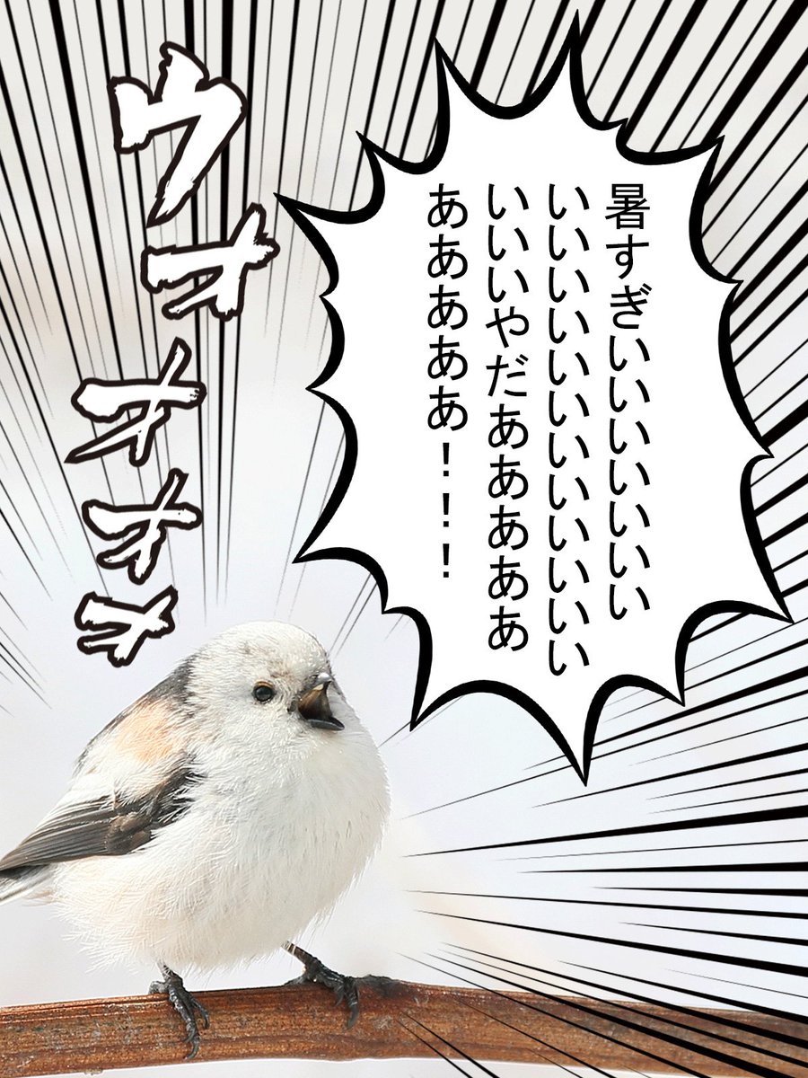 daily_simaenaga's tweet photo. 水分補給マジ大切
みんな熱中症に気をつけてね（・▴・） https://t.co/T31w1ppUKq