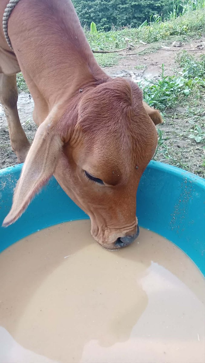VMCL19's tweet photo. 米ぬか入りの水を飲むアルファード（牛の名前）。人懐こくて、なでて～と寄ってくるのでとてもかわいい。 https://t.co/zb06QMlKYq
