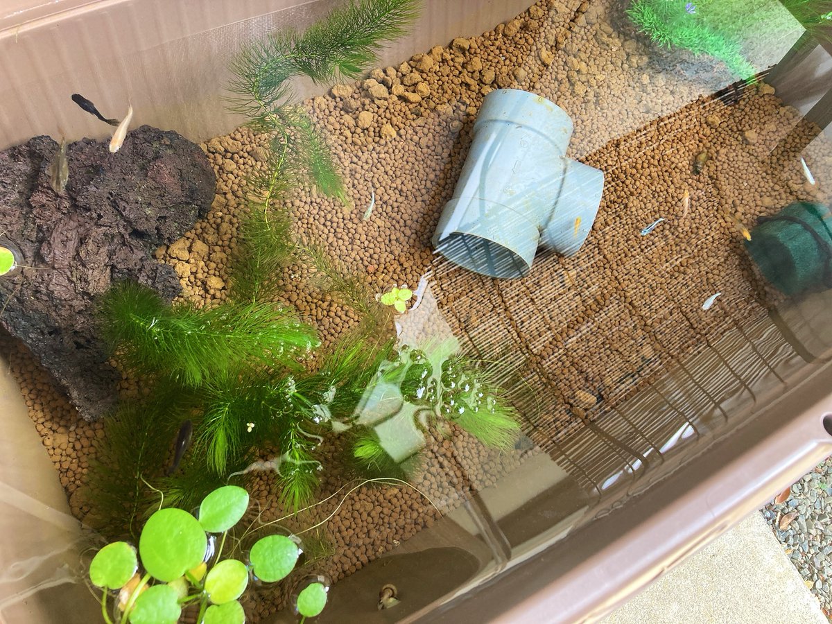 1zw4a's tweet photo. でぇーかい容器に移して、10匹みっくす仲間入り~🐟 https://t.co/gadVElDi9P