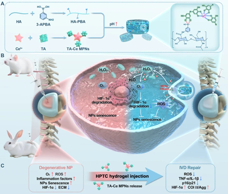 Extracellular Matrix News tweet media