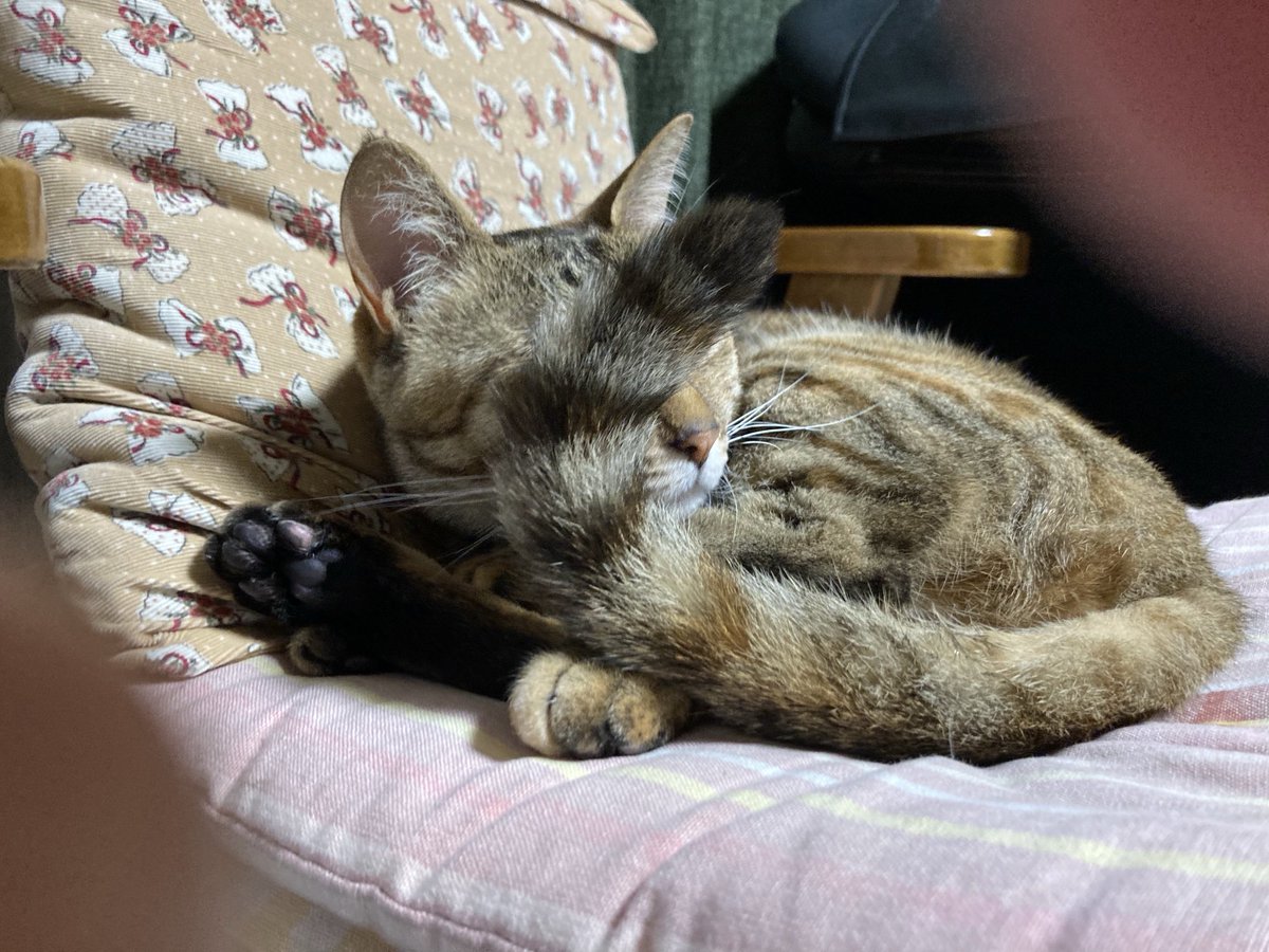 7235sp's tweet photo. おはようございます☀

しっぽ目隠し😸

蝉の鳴き声がちらほら聴こえる🎵

今日もよろしくお願いします✨ https://t.co/GUeY9ITdCy