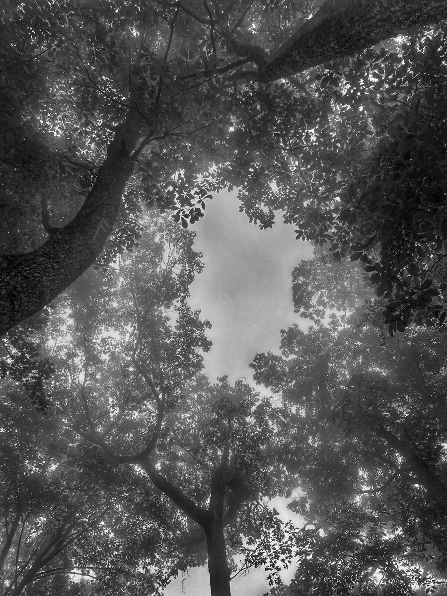 VikingRob33's tweet photo. Whisper-Well

The oldest language
has no alphabet.

#runeridgeimagery #whisperwell #blackandwhitephotography #naturelore #norse https://t.co/jFCesJ6aed