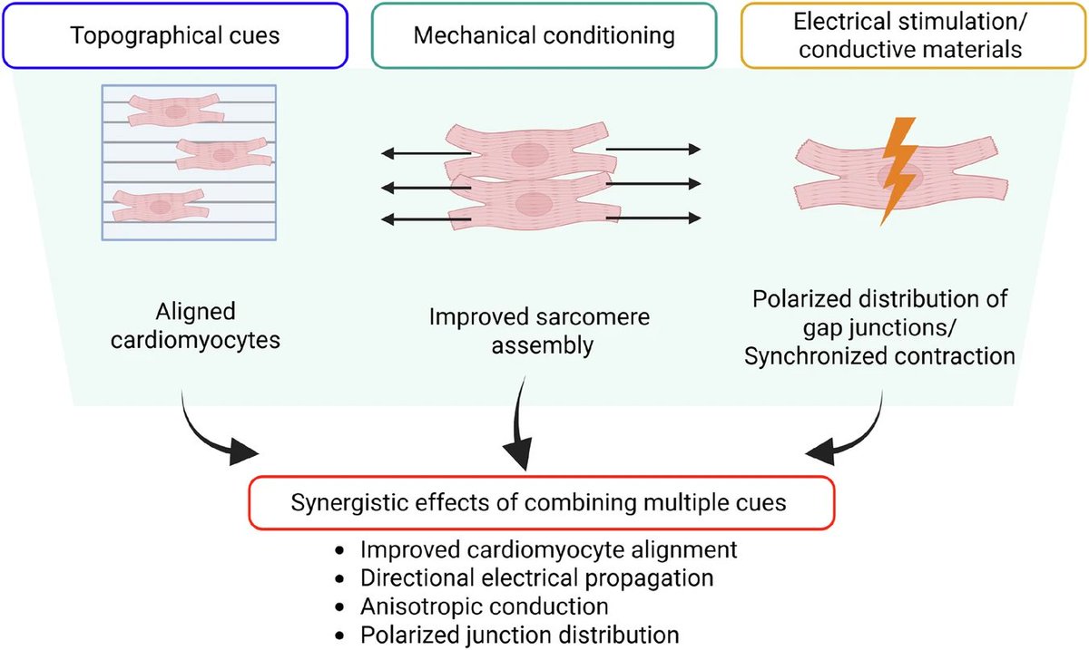 musclecellnews's tweet photo. This review authored by Drs. Wuqiang Zhu and @mayoclinic collaborators focuses on #cardiomyocyte alignment as a critical design requirement for improving electrophysiological and regenerative outcomes in #hiPSC-cardiomyocyte based cardiac #CellTherapy. https://t.co/sESFCqBoST
#OpenAccess 🔓