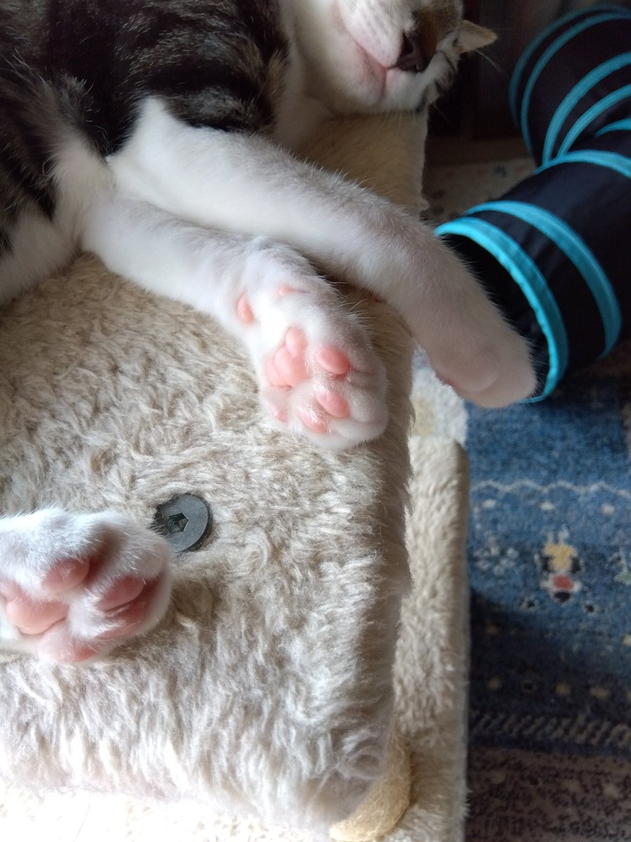 pekochan49571's tweet photo. 預かり猫、りょうちゃん。
肉球全部きれいなピンク🩷！
きのう、発見！、 https://t.co/zD3ziG05t4